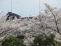 春の管理本館周辺